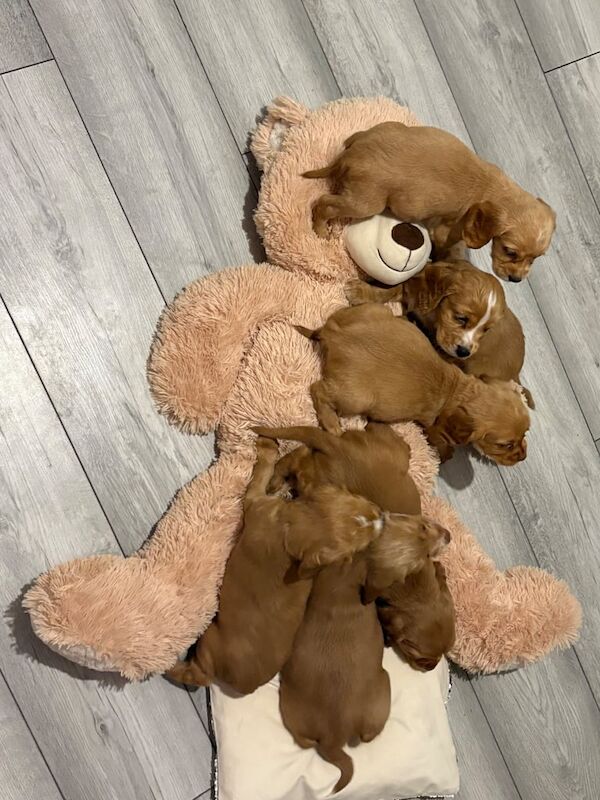 Cocker Spaniel puppies for sale in Stokesley, North Yorkshire – 8 weeks old