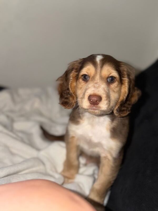 REDUCED ⭐️⭐️ 1 little boy left - Image 4 of 6