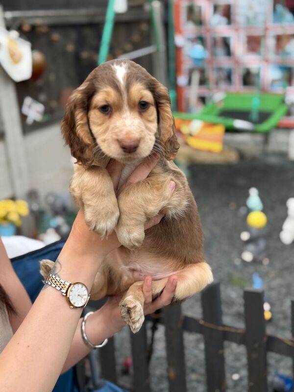 REDUCED ⭐️⭐️ 1 little boy left - Image 5 of 6