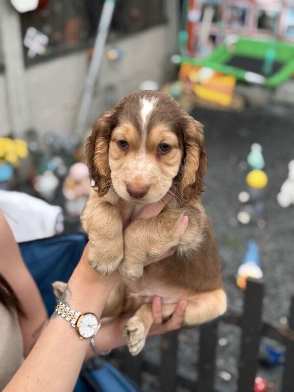 REDUCED ⭐️⭐️ 1 little boy left - Image 6 of 6