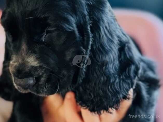 Cocker Spaniel puppies for sale in Liverpool, Merseyside – 1 year old - Image 1 of 5