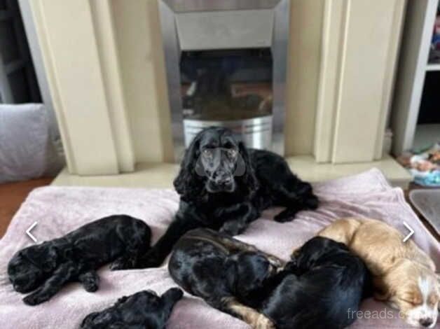 Cocker Spaniel puppies for sale in Liverpool, Merseyside – 1 year old - Image 2 of 5