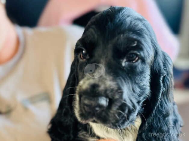 Cocker Spaniel puppies for sale in Liverpool, Merseyside – 1 year old - Image 3 of 5