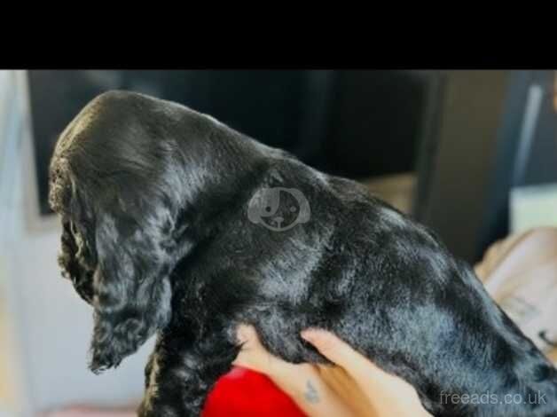 Cocker Spaniel puppies for sale in Liverpool, Merseyside – 1 year old - Image 4 of 5