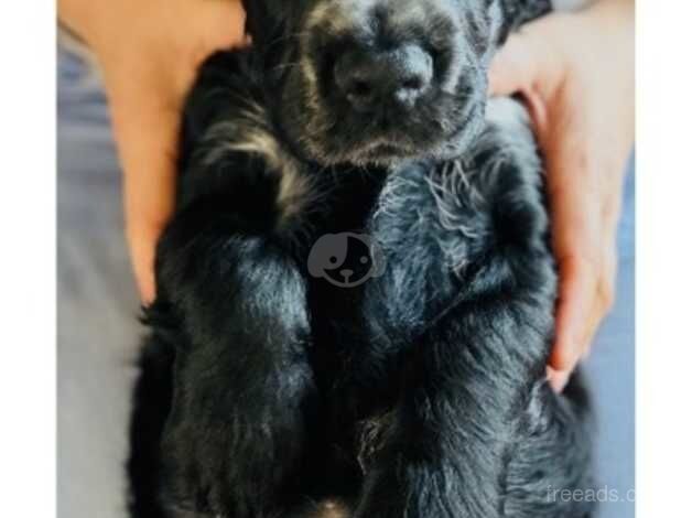 Cocker Spaniel puppies for sale in Liverpool, Merseyside – 1 year old - Image 5 of 5