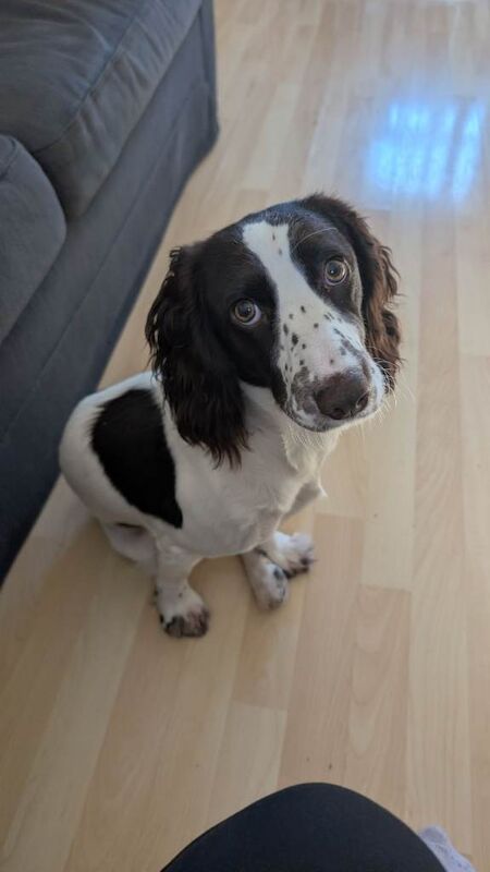 Rehome Cocker Spaniel