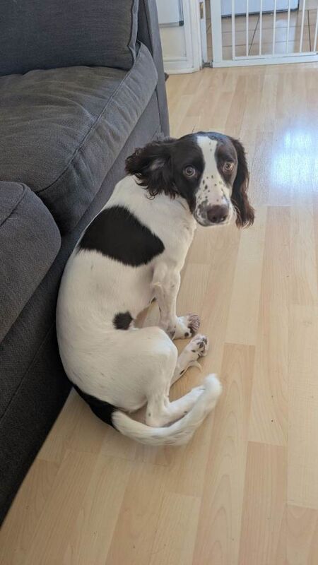 Rehome Cocker Spaniel - Image 2 of 5