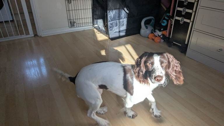 Rehome Cocker Spaniel - Image 3 of 5