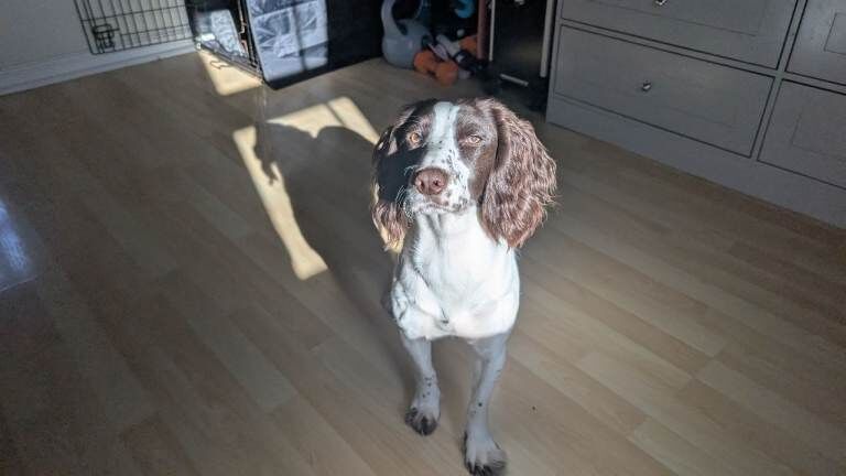 Rehome Cocker Spaniel - Image 4 of 5