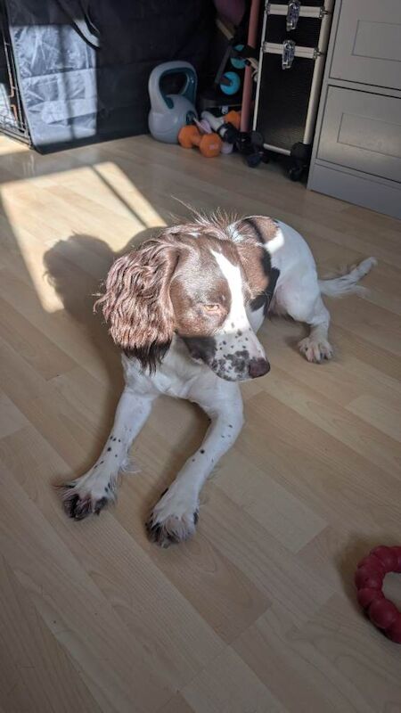 Rehome Cocker Spaniel - Image 5 of 5
