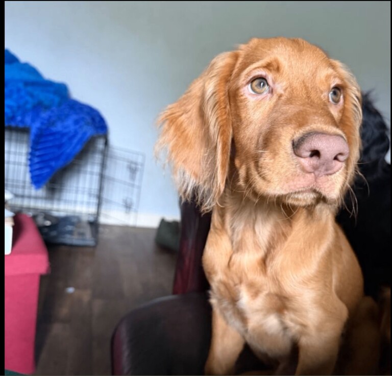 Rehome Male Cocker Spaniel Puppy - Image 2 of 3