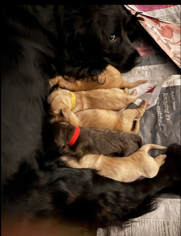 Rehome Male Cocker Spaniel Puppy - Image 3 of 3