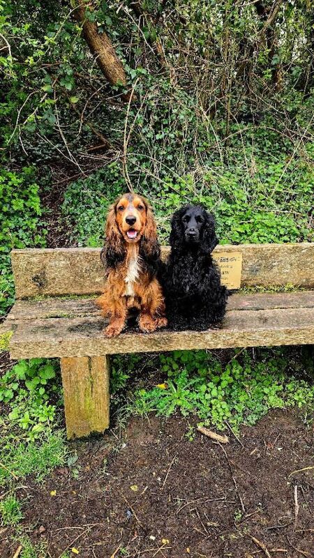 RKC registered show cocker spaniel puppies