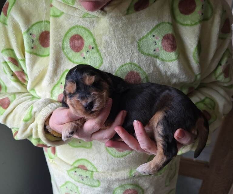 RKC registered show cocker spaniel puppies - Image 2 of 4