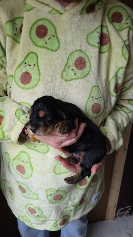 RKC registered show cocker spaniel puppies - Image 3 of 4