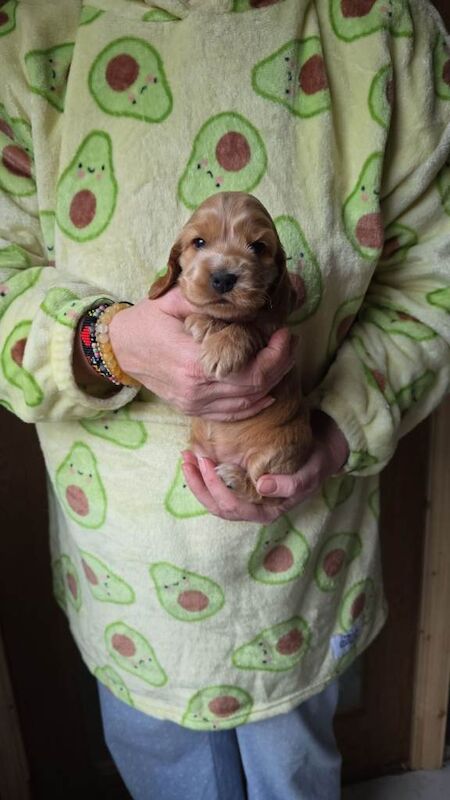 RKC registered show cocker spaniel puppies - Image 4 of 4