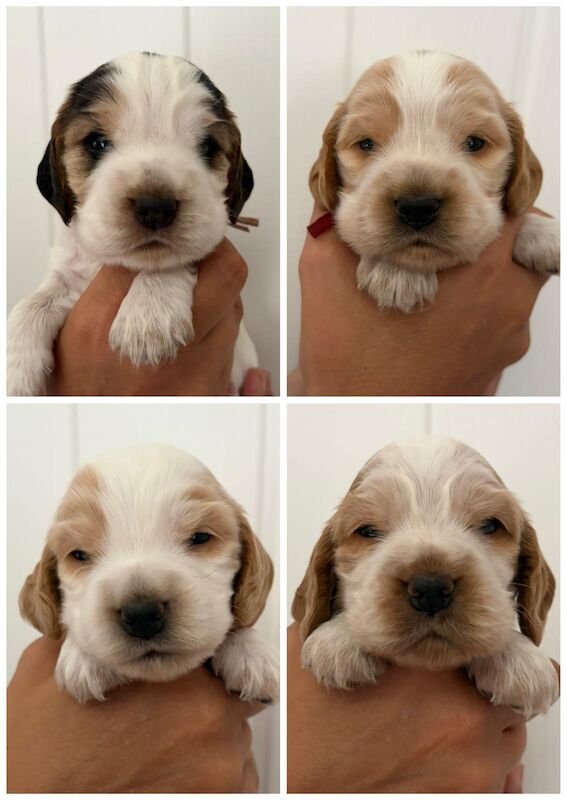 RKC Show Type Cocker Spaniel Pups - Health Tested Parents / Licensed Breeder