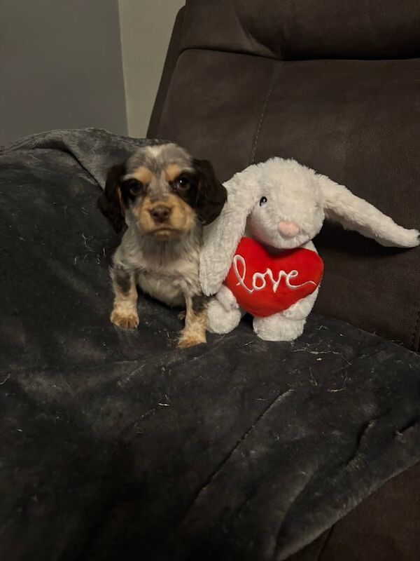 Cocker Spaniel puppies for sale in Allerton Bywater, West Yorkshire – 1 year old - Image 2 of 3