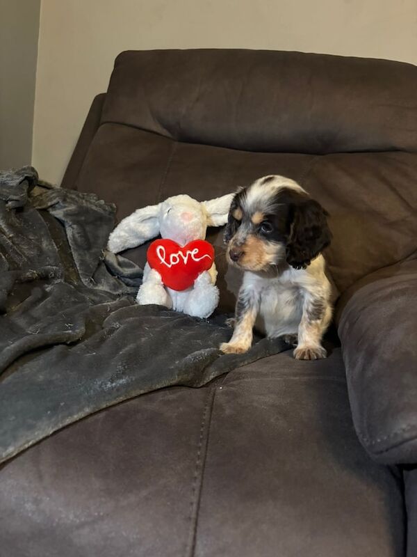 Cocker Spaniel puppies for sale in Allerton Bywater, West Yorkshire – 1 year old - Image 3 of 3