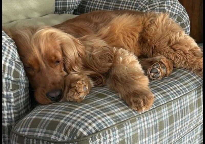 Cocker Spaniel puppies wanted in Lossiemouth, Moray – 28 years old