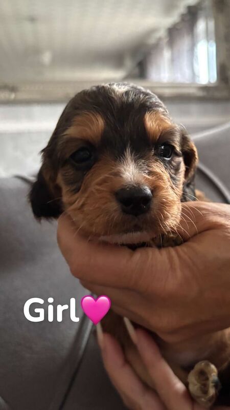 Cocker Spaniel puppies for sale in Gilmerton, City of Edinburgh – 6 weeks old