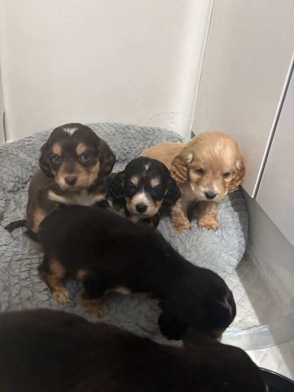 Cocker Spaniel puppies for sale in Gilmerton, Edinburgh – 7 weeks old