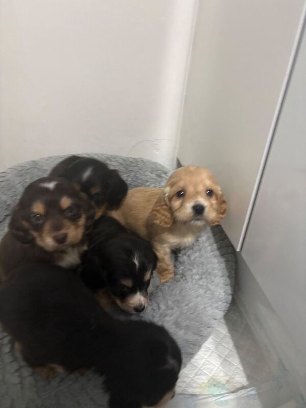 Show cocker / cocker - Image 2 of 5