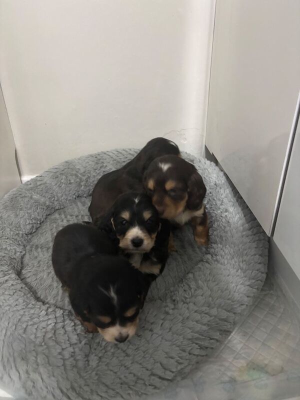 Show cocker / cocker - Image 3 of 5