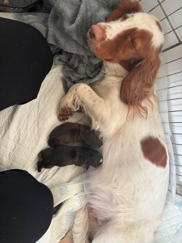 Show cocker / cocker - Image 4 of 5