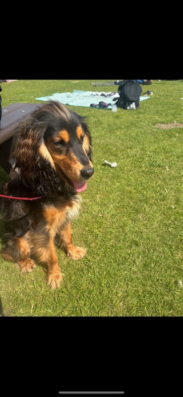 Show cocker / cocker - Image 5 of 5