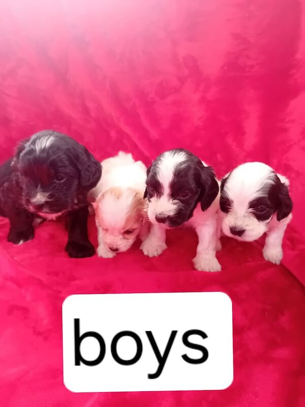Cocker Spaniel puppies for sale in Newcraighall, City of Edinburgh – 11 weeks old