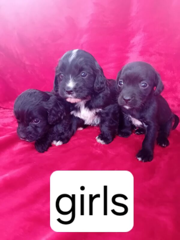 Cocker Spaniel puppies for sale in Newcraighall, City of Edinburgh – 11 weeks old - Image 2 of 3