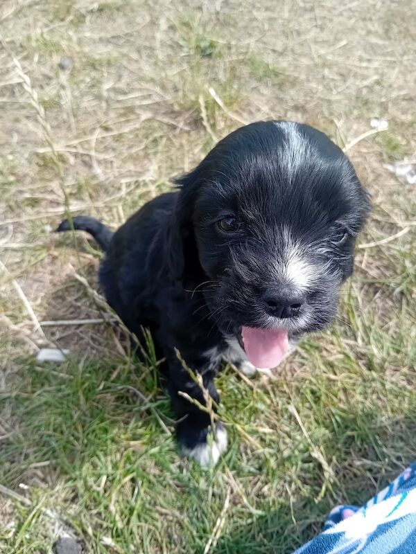 Cocker Spaniel puppies for sale in Newcraighall, City of Edinburgh – 11 weeks old - Image 3 of 3