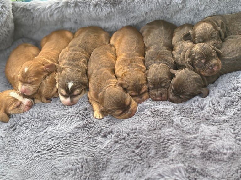 Cocker Spaniel puppies for sale in Hollywood, Worcestershire – 1 week old