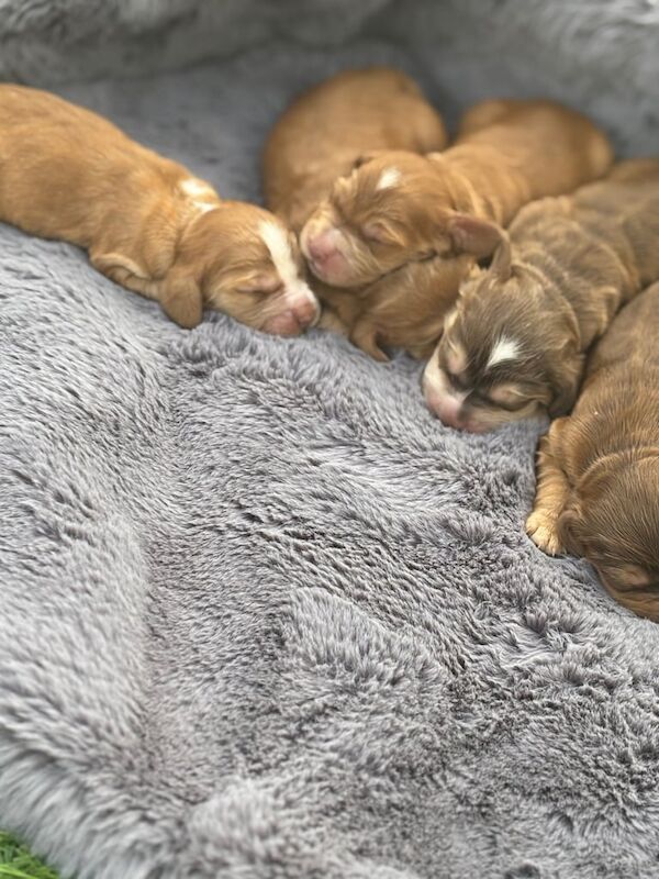 Cocker Spaniel puppies for sale in Hollywood, Worcestershire – 4 months old - Image 2 of 3