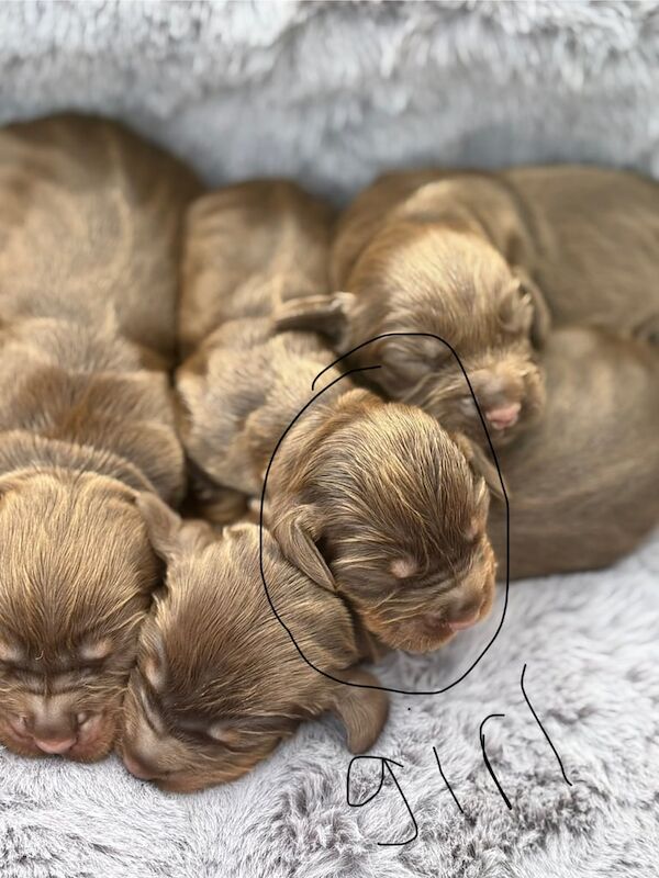 Cocker Spaniel puppies for sale in Hollywood, Worcestershire – 4 months old - Image 3 of 3