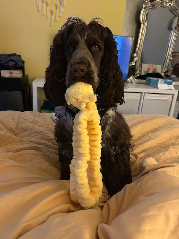 Show Cocker spaniel