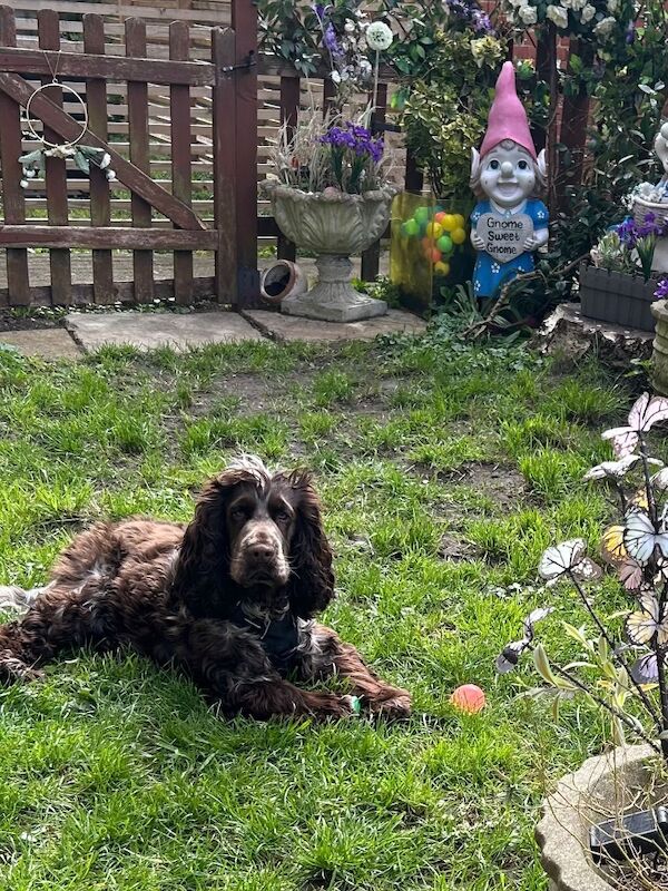 Show Cocker spaniel - Image 2 of 3