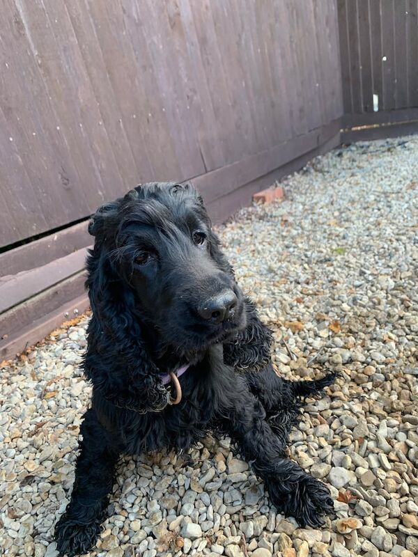 Cocker Spaniel puppies for sale in Cricklade, Wiltshire – 5 years old - Image 2 of 3