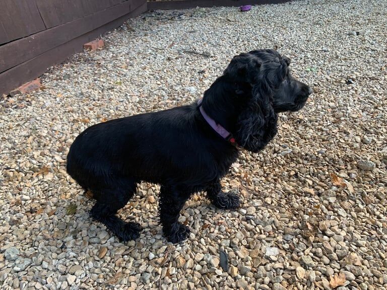 Cocker Spaniel puppies for sale in Cricklade, Wiltshire – 5 years old - Image 3 of 3