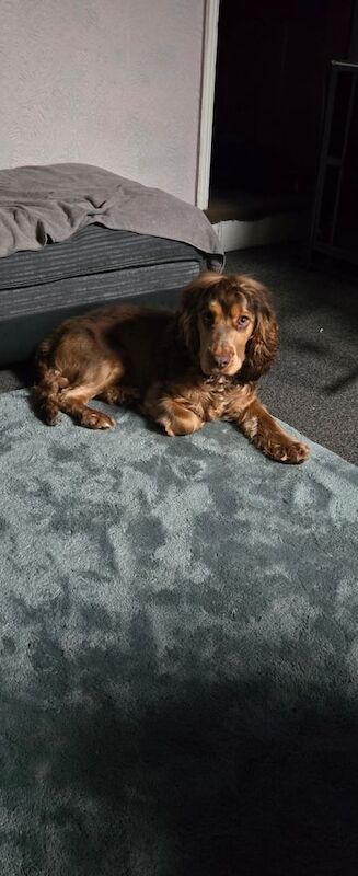 Cocker Spaniel puppies for sale in Leek, Staffordshire – 1 year old - Image 2 of 3