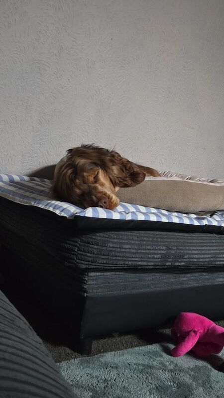 Cocker Spaniel puppies for sale in Leek, Staffordshire – 1 year old - Image 3 of 3