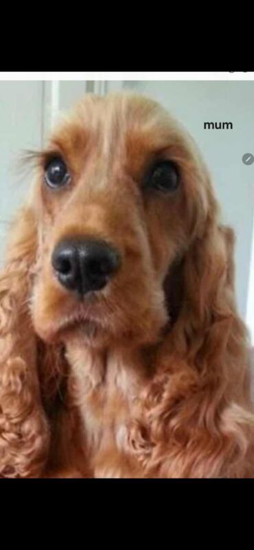 Cocker Spaniel puppies for sale in York, North Yorkshire – 3 months old - Image 2 of 14