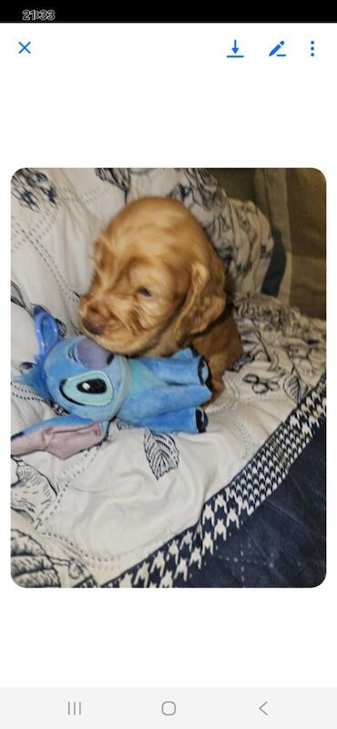 Cocker Spaniel puppies for sale in York, North Yorkshire – 3 months old - Image 3 of 14