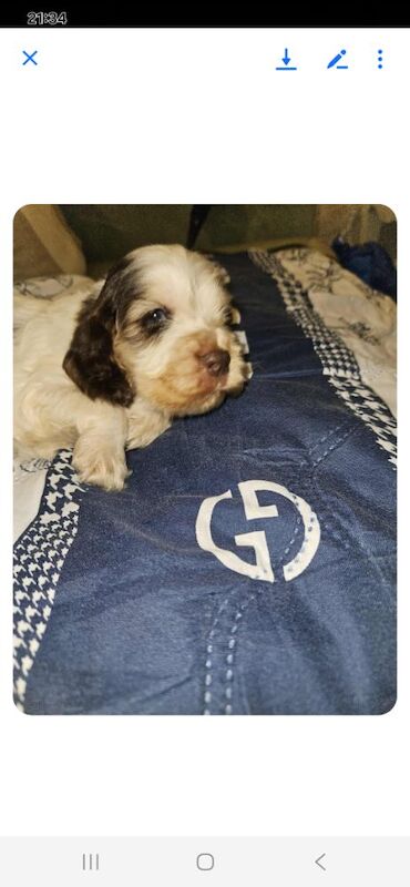 Cocker Spaniel puppies for sale in York, North Yorkshire – 3 months old - Image 5 of 14