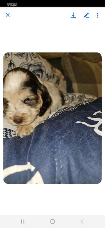 Cocker Spaniel puppies for sale in York, North Yorkshire – 3 months old - Image 6 of 14