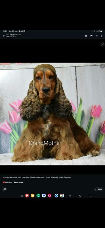 Cocker Spaniel puppies for sale in York, North Yorkshire – 3 months old - Image 7 of 14