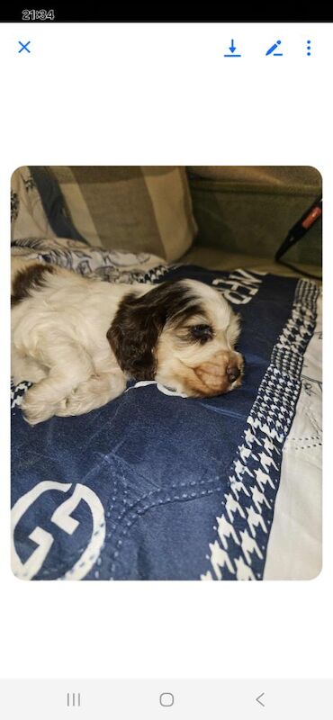 Cocker Spaniel puppies for sale in York, North Yorkshire – 3 months old - Image 8 of 14