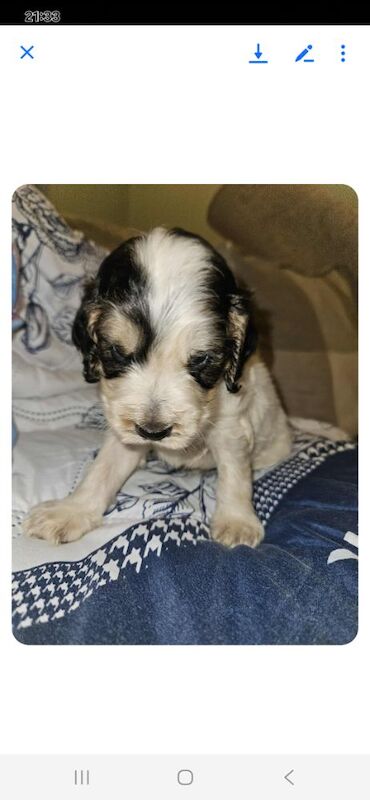 Cocker Spaniel puppies for sale in York, North Yorkshire – 3 months old - Image 9 of 14