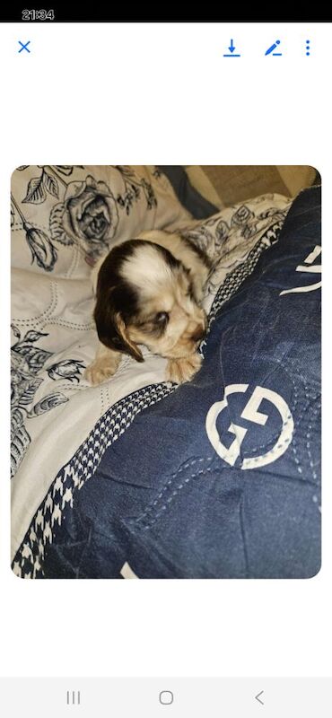 Cocker Spaniel puppies for sale in York, North Yorkshire – 3 months old - Image 10 of 14